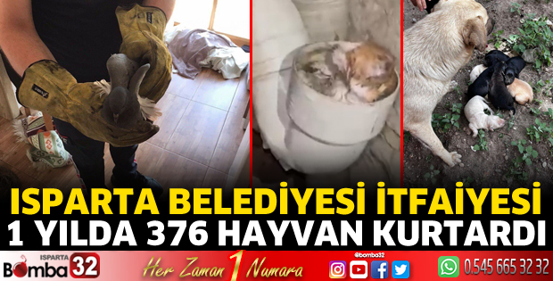 1 yılda 376 hayvan kurtardılar