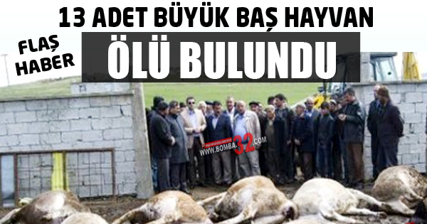 13 Adet Büyük Baş Hayvan Ölü Bulundu