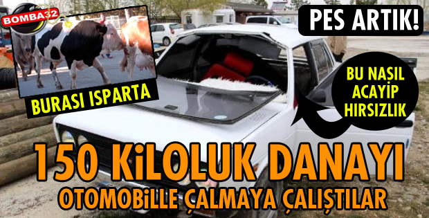150 KİLOLUK DANAYI OTOMOBİLLE ÇALMAYA ÇALIŞTILAR