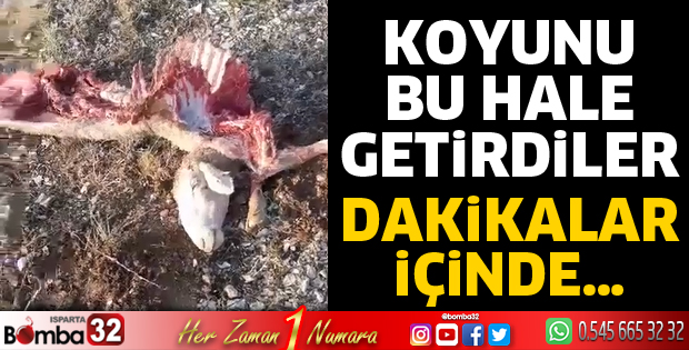 2 koyun telef oldu