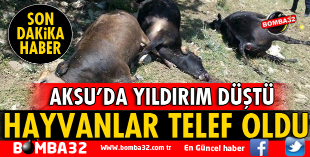 3 BÜYÜKBAŞ HAYVAN TELEF OLDU