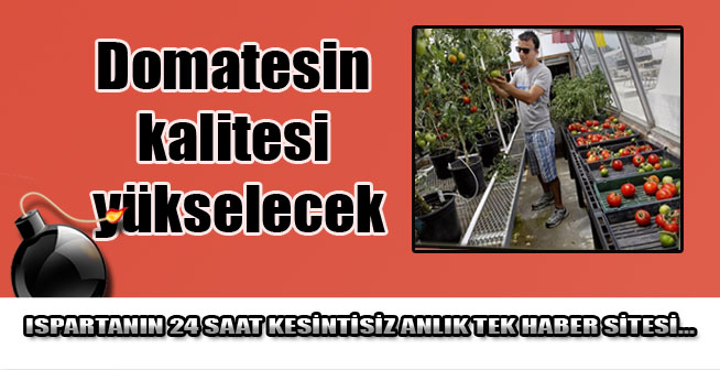 Domatesin kalitesi yükselecek