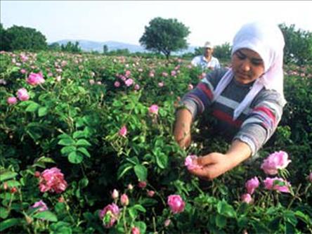 TABAN FİYAT 2.25 SEVİYESİNDE OLABİLİR...