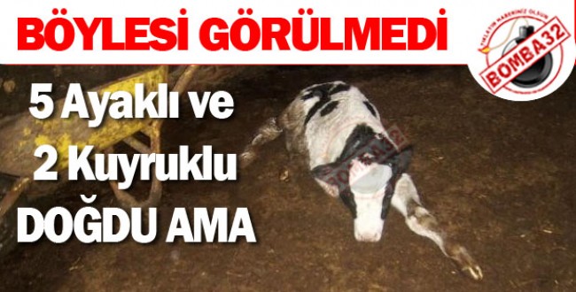 5 Ayaklı ve 2 Kuyruklu ,doğdu ama 