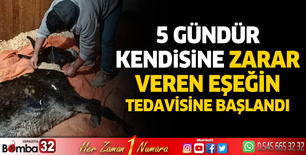 5 gündür kendisine zarar veren eşeğin tedavisine başlandı