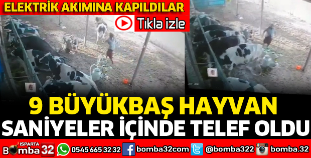 9 BÜYÜKBAŞ HAYVAN ELEKTRİK AKIMINA KAPILDI 