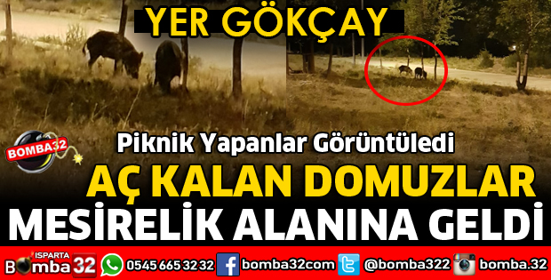AÇ KALAN DOMUZLAR GÖKÇAY MESİRELİK ALANINA GELDİ