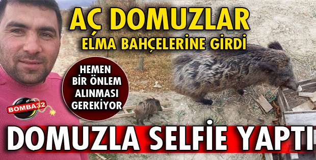 AÇ KALAN DOMUZLAR YİYECEK ARADI