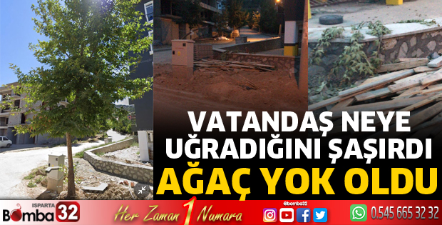 Ağaç birden yok oldu