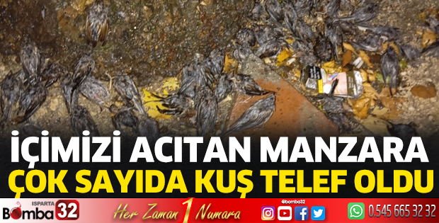 Ağaca yıldırım düştü, çok sayıda kuş telef oldu