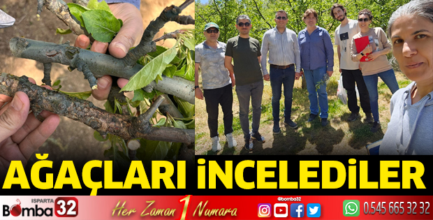 Ağaçları incelediler