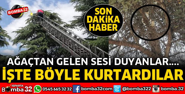 AĞAÇTA MAHSUR KALAN KEDİ KURTARILDI