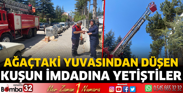 Ağaçtaki yuvasından düşen kuşun imdadına yetiştiler