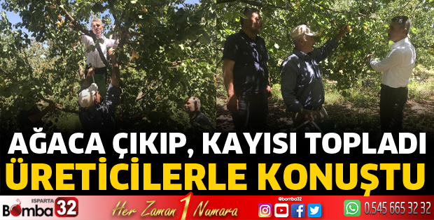 Ağaçtan kayısı topladı