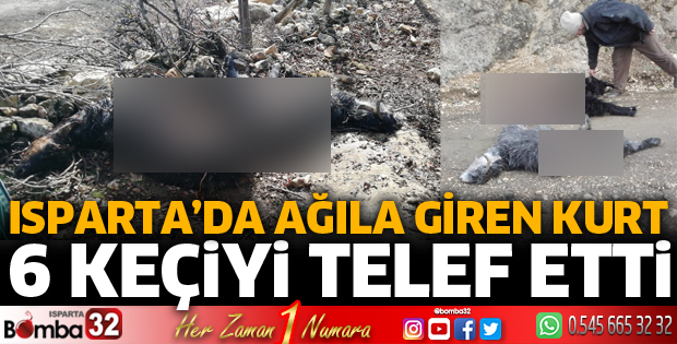 AĞILA GİREN KURT KEÇİLERİ TELEF ETTİ