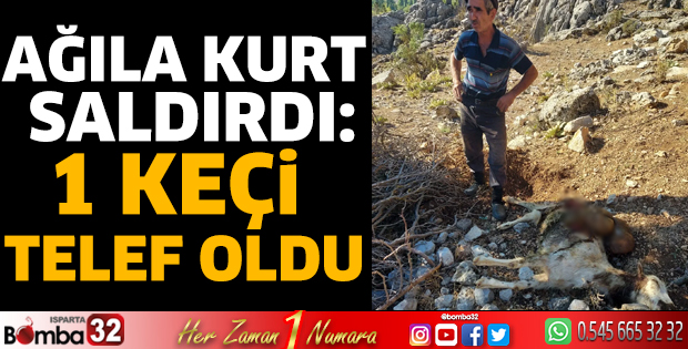 Ağıla kurt saldırdı: 1 keçi telef oldu