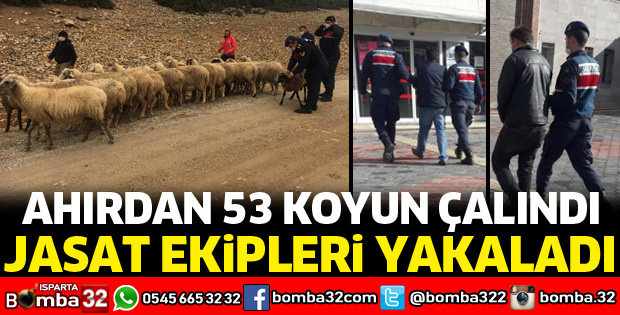 AHIRDAN 53 KOYUN ÇALINDI