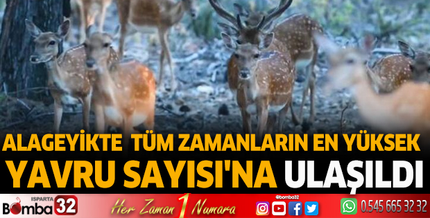 Alageyikte 'tüm zamanların en yüksek yavru sayısı'na ulaşıldı
