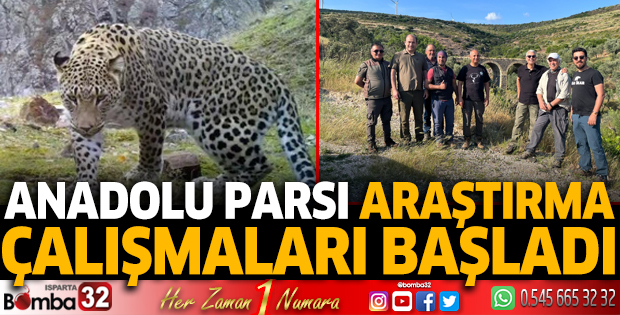 Anadolu Parsı araştırma çalışmaları başladı