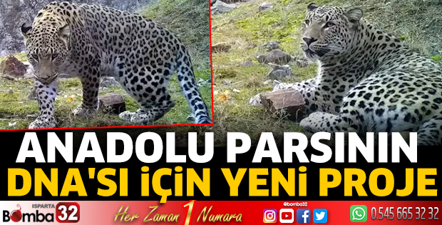 Anadolu parsının DNA'sı için yeni proje
