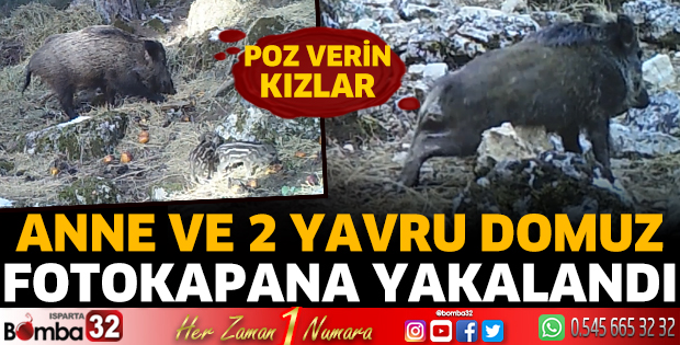 Anne ve 2 yavru domuz fotokapana yakalandı