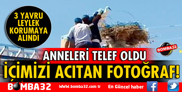 ANNELERİ TELEF OLAN 3 LEYLEK KORUMAYA ALINDI