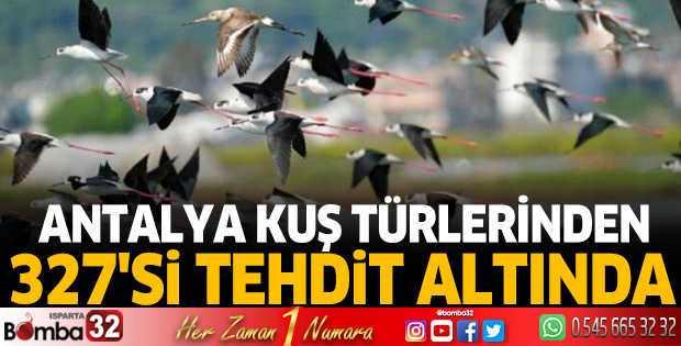 Antalya kuş türlerinden 327'si tehdit altında