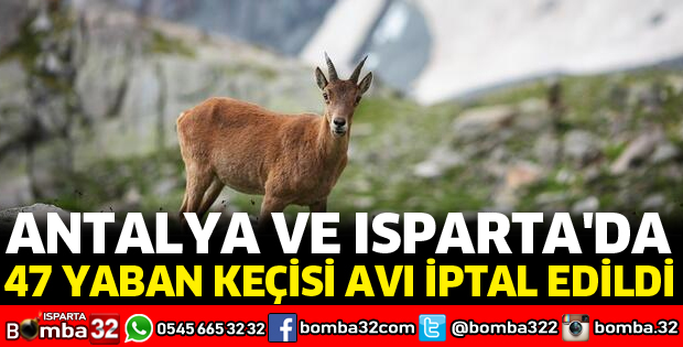 ANTALYA VE ISPARTA'DA 47 YABAN KEÇİSİ AVI İPTAL EDİLDİ