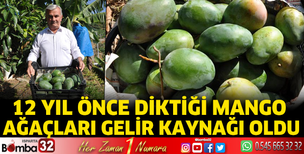 Antalya'da 12 yıl önce diktiği mango ağaçları gelir kaynağı oldu