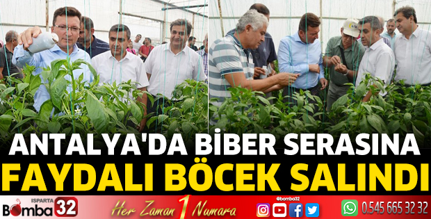 Antalya'da biber serasına faydalı böcek salındı