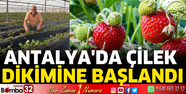 Antalya'da çilek dikimine başlandı