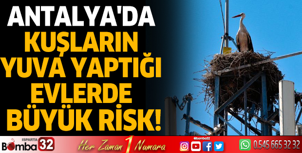Antalya'da kuşların yuva yaptığı evlerde büyük risk!