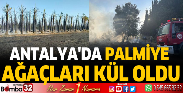 Antalya'da palmiye ağaçları kül oldu