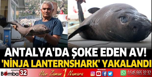 Antalya'da şoke eden av! 'Ninja Lanternshark' yakalandı
