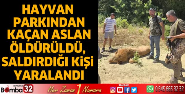 Aslan tüfekle öldürüldü