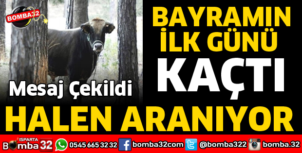 ATABEY’DE KAÇAN KURBANLIK DANA HER YERDE ARANIYOR
