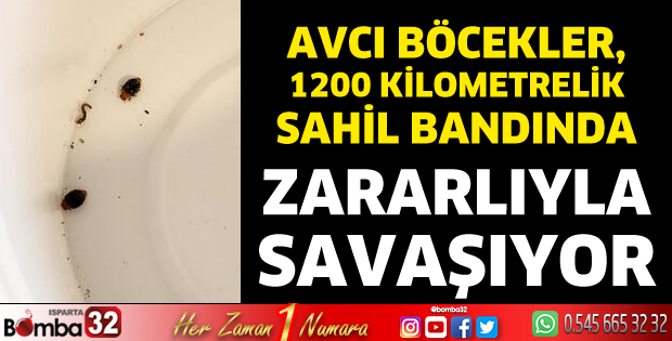 Avcı böcekler, 1200 kilometrelik sahil bandında zararlıyla savaşıyor