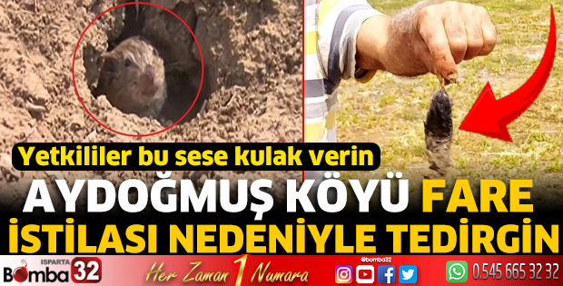Aydoğmuş Köyü fare istilası nedeniyle tedirgin