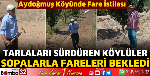 Aydoğmuş Köyünde Fare İstilası