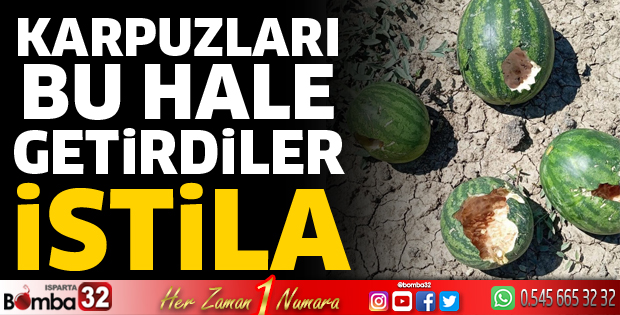 Aydoğmuş’ta fare istilası