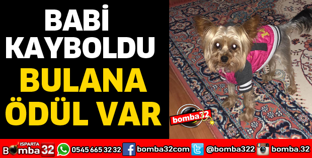 BABİ İSİMLİ KÖPEĞİ BULANA ÖDÜL VAR