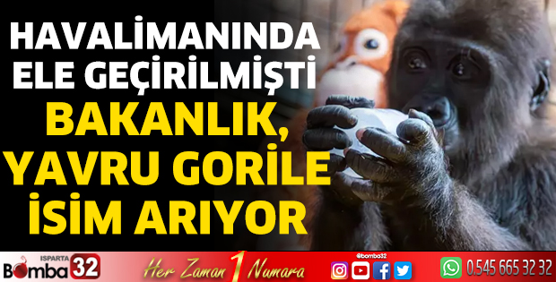 Bakanlık, yavru gorile isim arıyor