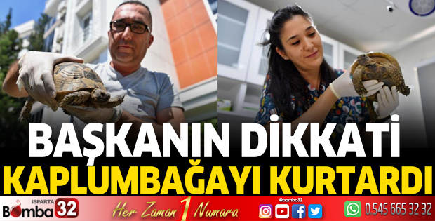 Başkanın dikkati kaplumbağayı kurtardı