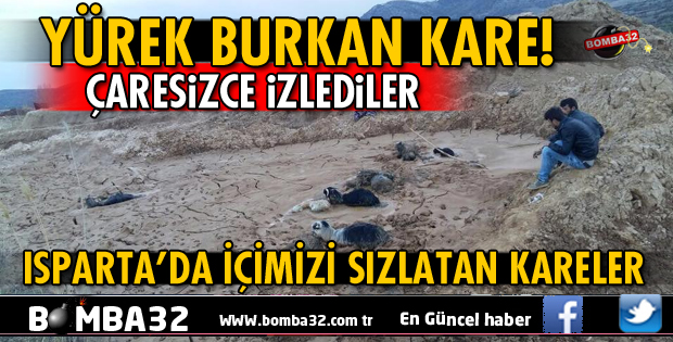BATAKLIĞA SAPLANAN HAYVANLARINI ÇARESİZCE İZLEDİ