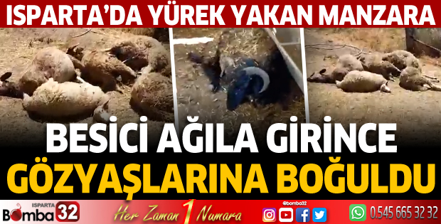 Besici ağıla girince gözyaşlarına boğuldu