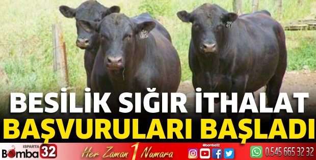 Besilik sığır ithalat başvuruları başladı 
