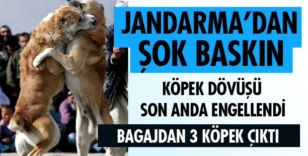 BİR KÖPEK DÖVÜŞÜ DAHA ENGELLENDİ