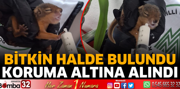 Bitkin halde bulunan sincap koruma altına alındı