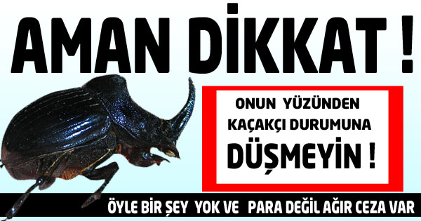 Biyokaçakçı durumuna düşmeyin!