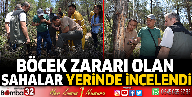 Böcek zararı olan sahalar yerinde incelendi
